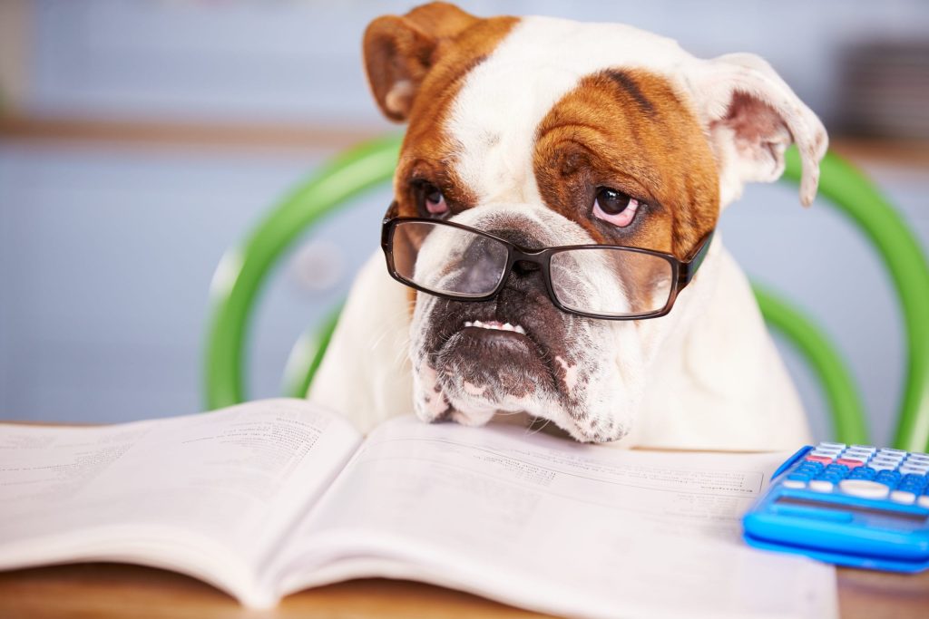 Funny image of a confused dog surrounded by financial paperwork, representing the complexity of mortgages and financial advice in Swindon and Cirencester.